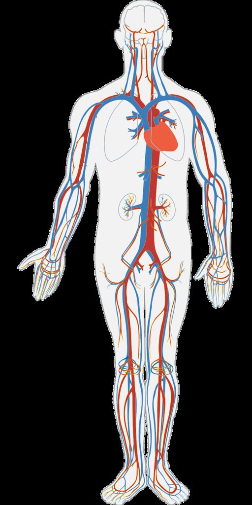 human body, circulatory system, circulation